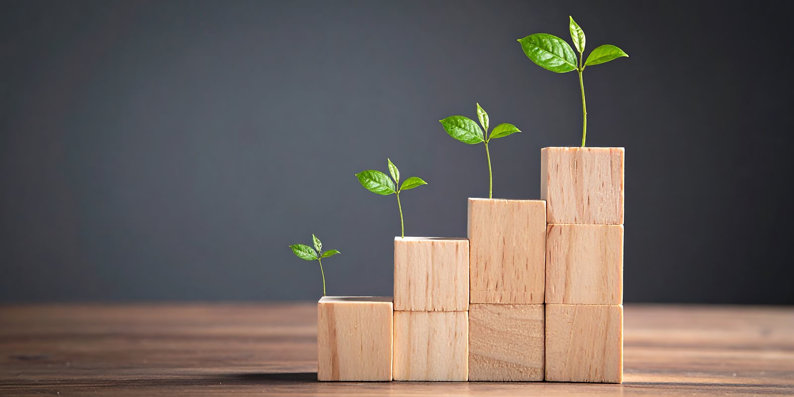 Wooden block steps with plants growing from each step.